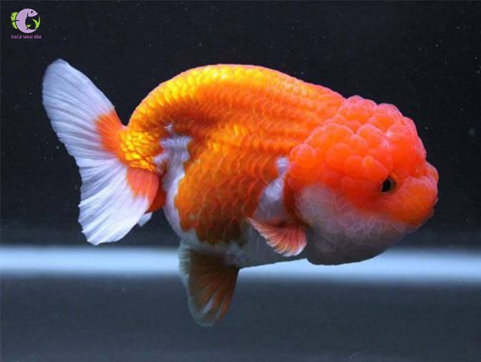 Cá Ranchu | Thủy Sinh Tím