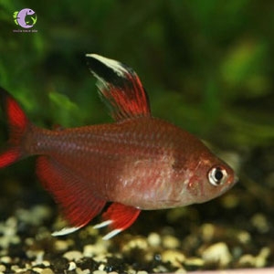 cá rosy tetra-3