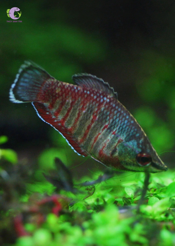 Cá Sặc Samurai-3