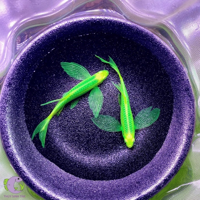 Cá Sọc Ngựa Cánh Tiên - 1