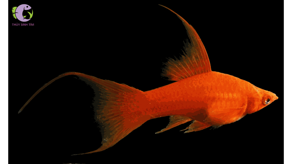 cá song kiếm mắt đỏ - 1