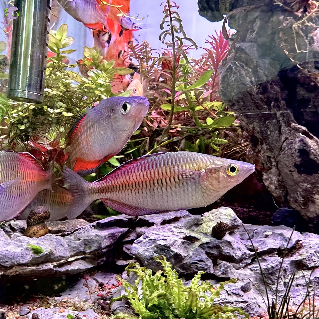 Cá Thạch Mỹ Nhân Yukase Wild