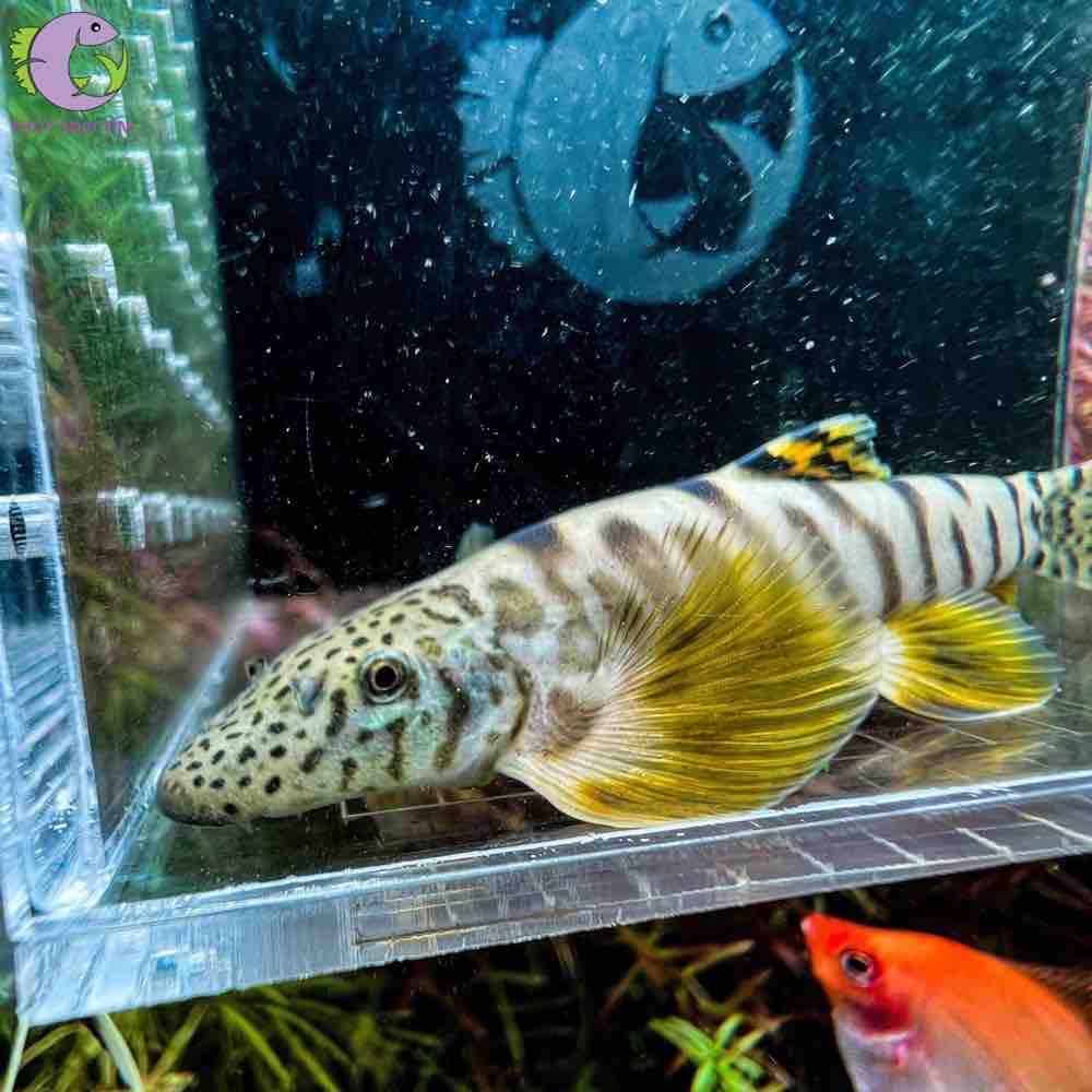 Cá Thằn Lằn Cánh Vàng - 1