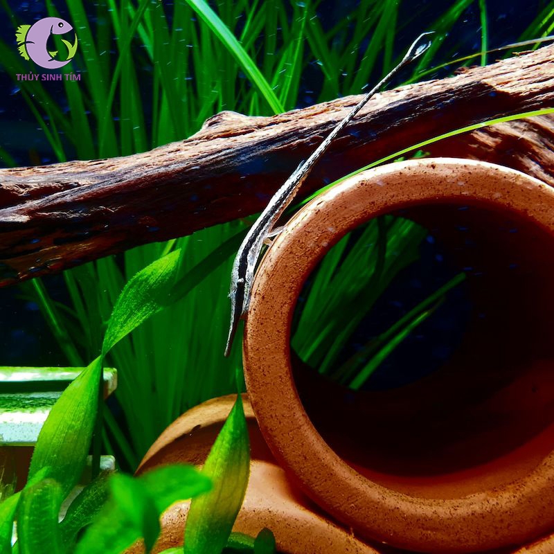 Cá Trực thăng mũi dài Farlowella Acus (12 - 14cm)