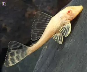 Cá Tỳ Bà Beo Albino-3