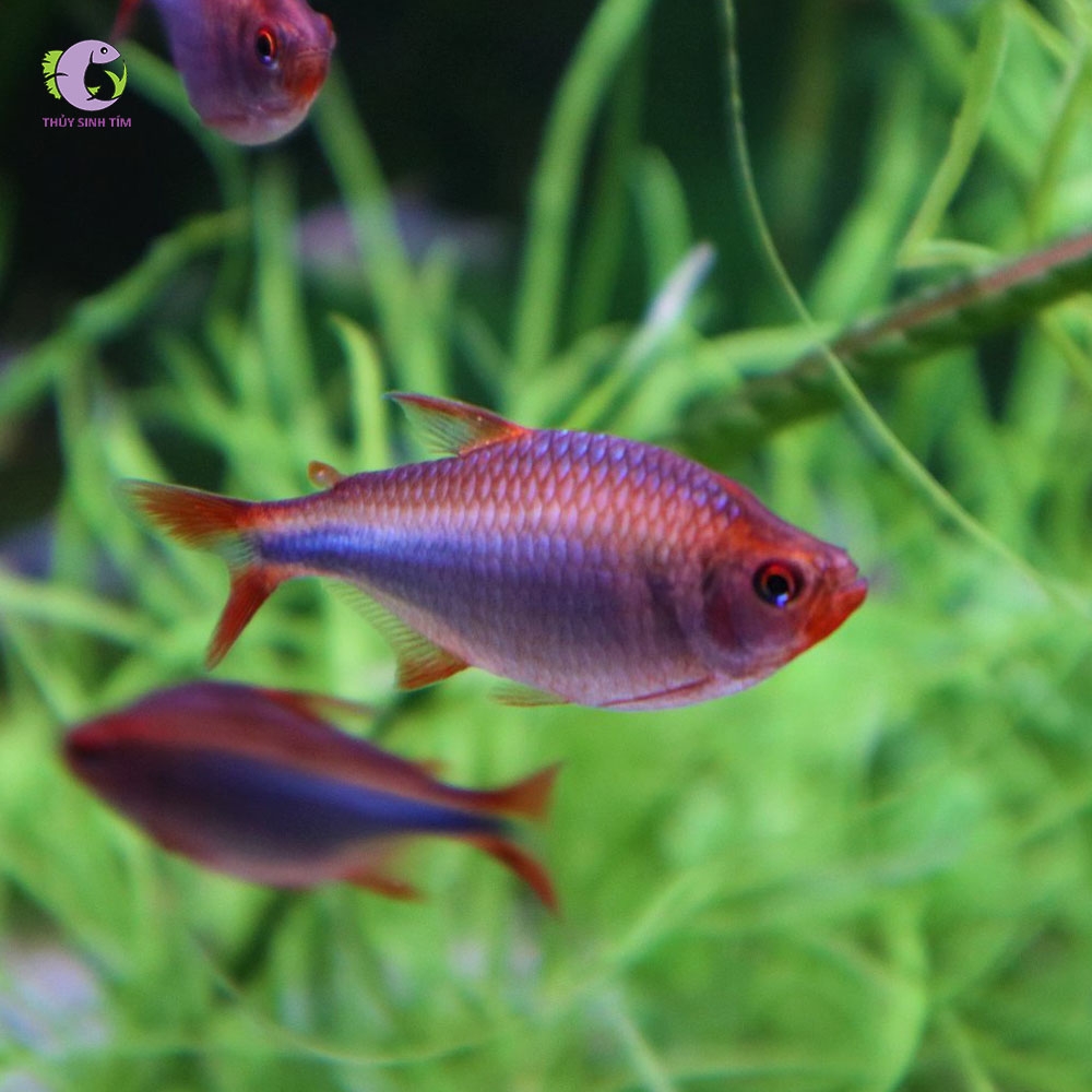 Cá Waida Tetra-3