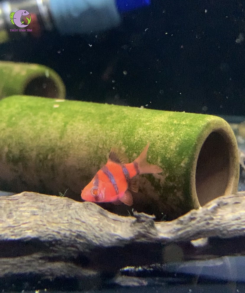 Cá Xecan Đỏ Short Body-3