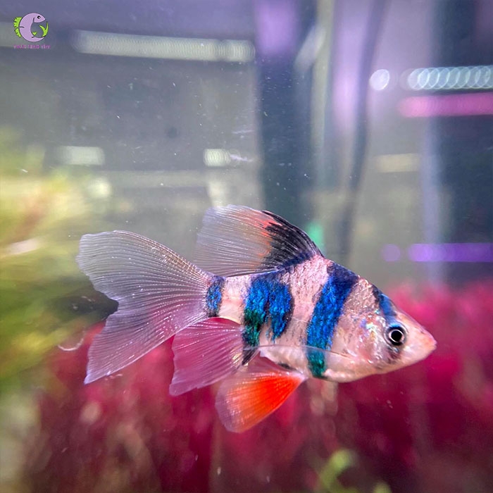 cá xecan vây dài-3