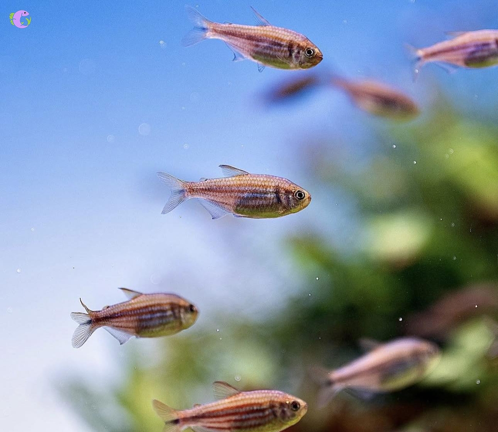 Cá Zigzag Tetra