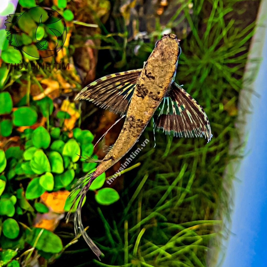 cá cánh bướm cổ đại 1