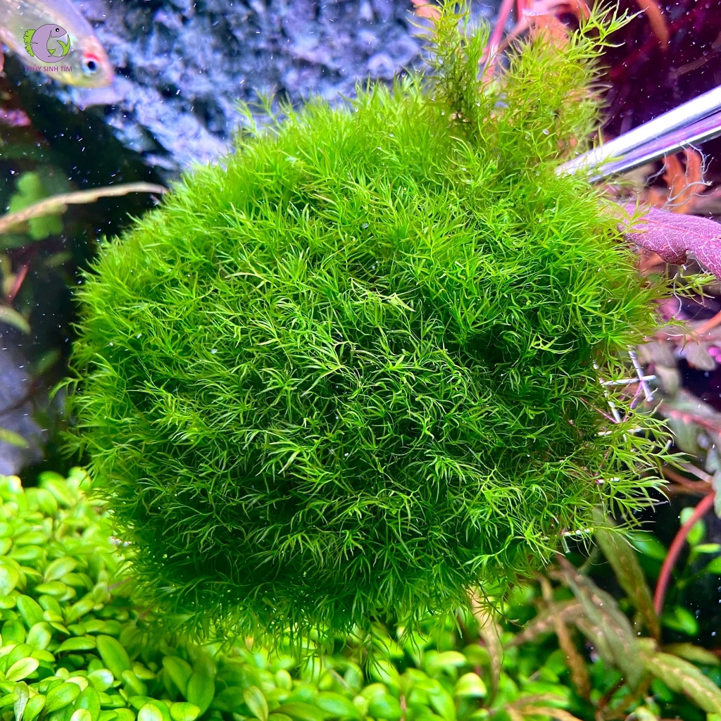 Cầu Rêu US Fiss-1