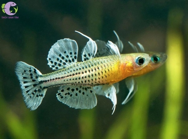 Cá cầu vồng chấm bi - 1