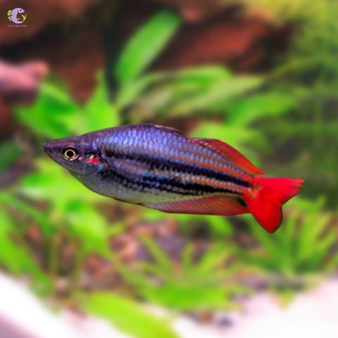 Cá Cầu Vồng Kẻ Short-3