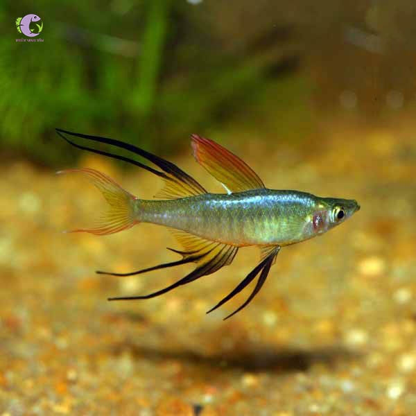 Cá Cầu Vồng Vây Dài-3