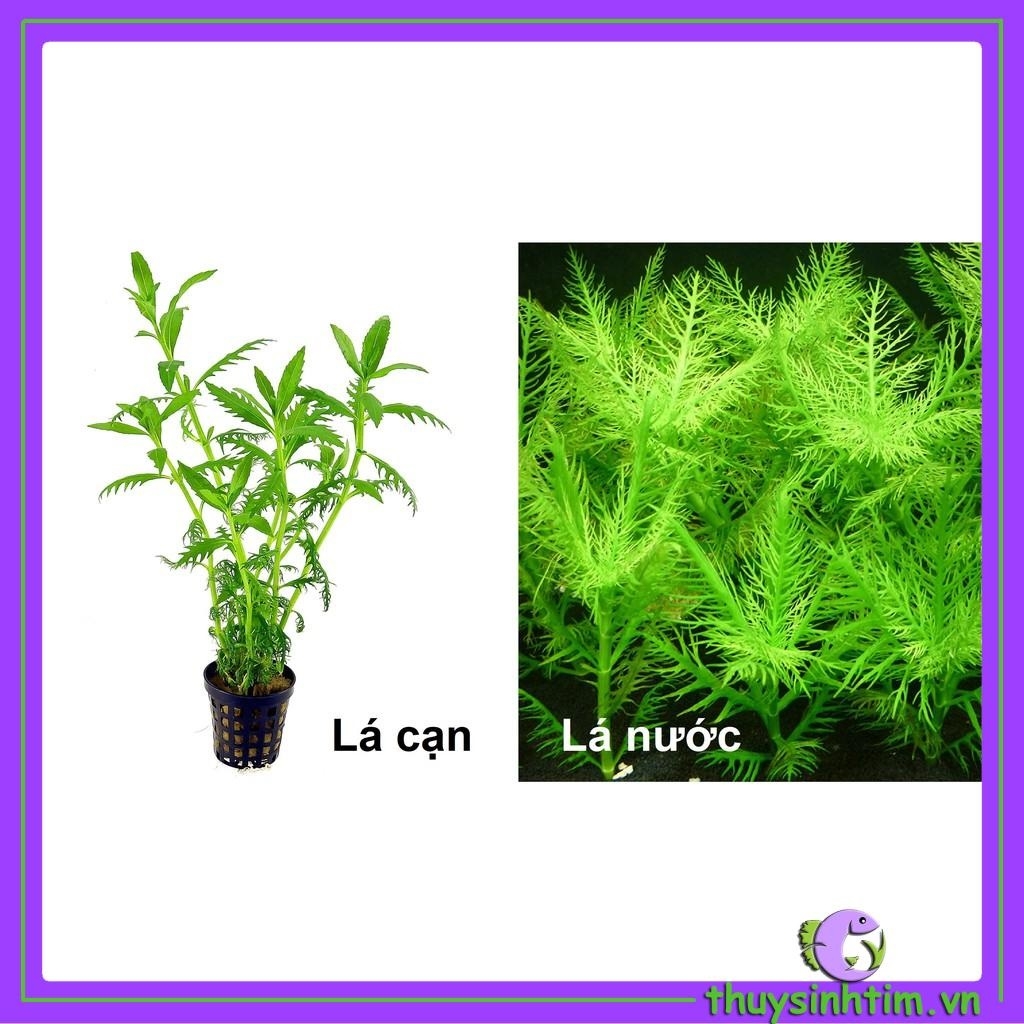Cây Cắt Cắm Lông Công-3