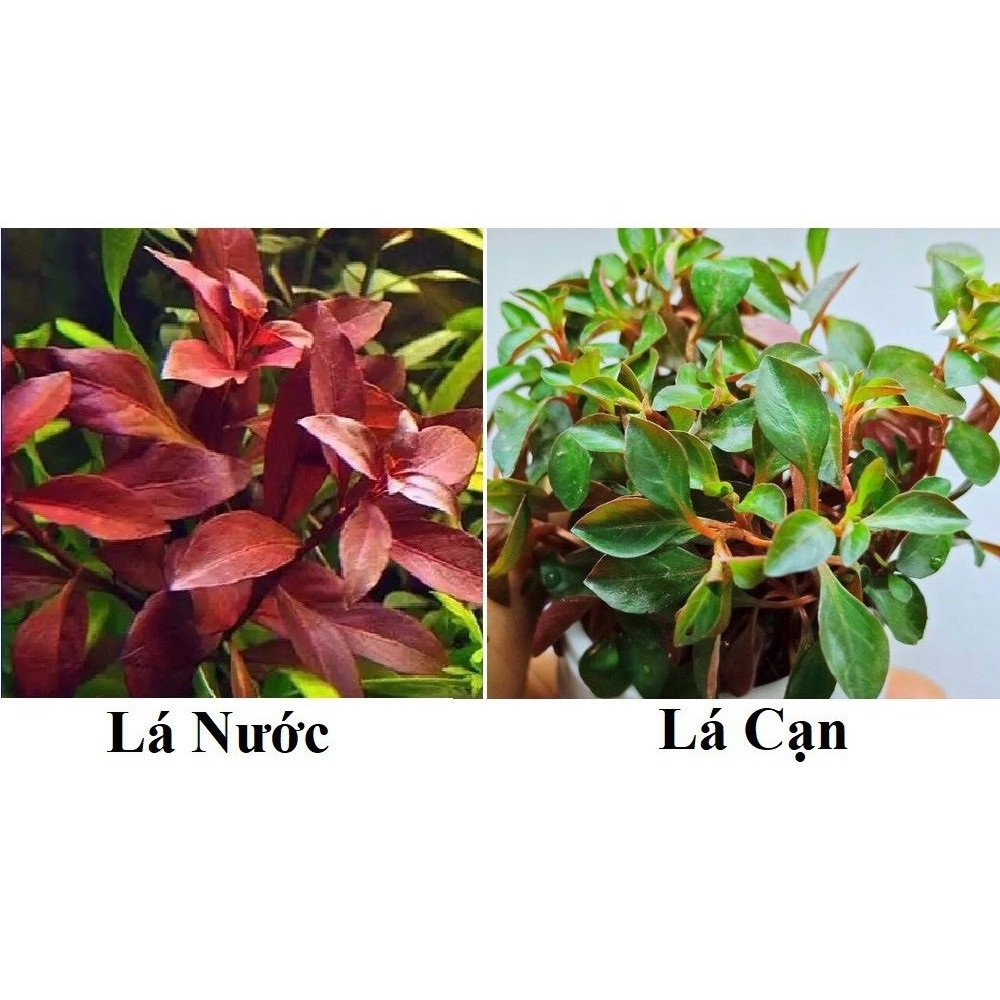 Cây Diệp Tài Hồng Lá Táo-3