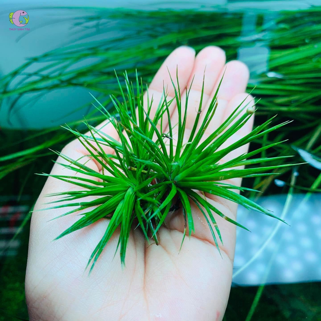 Cây Thủy Sinh Dùi Trống-3