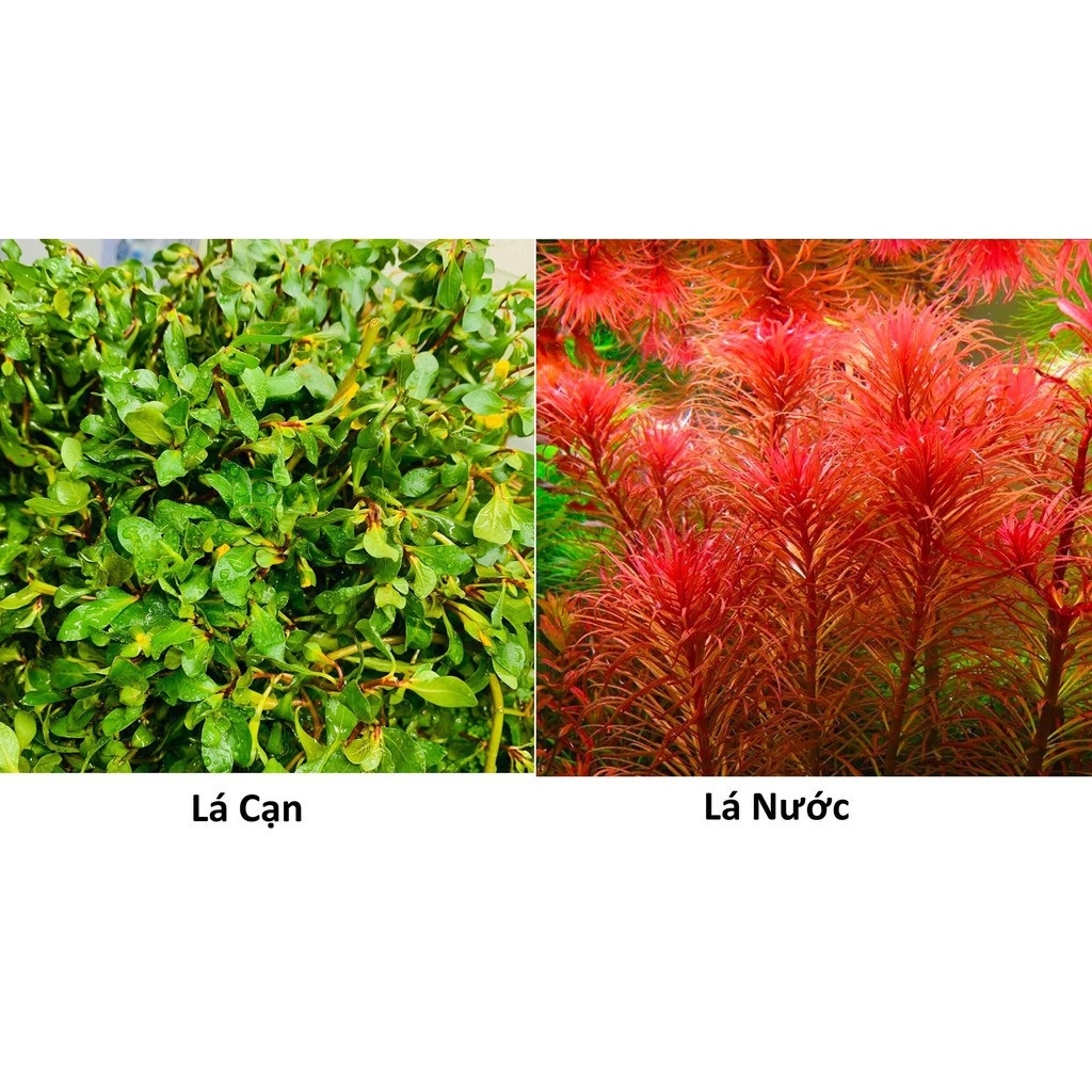 Cây Thủy Sinh Hồng Thái Dương-3