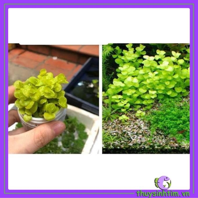 Cây Cắt Cắm Kim Tiền Thảo-3