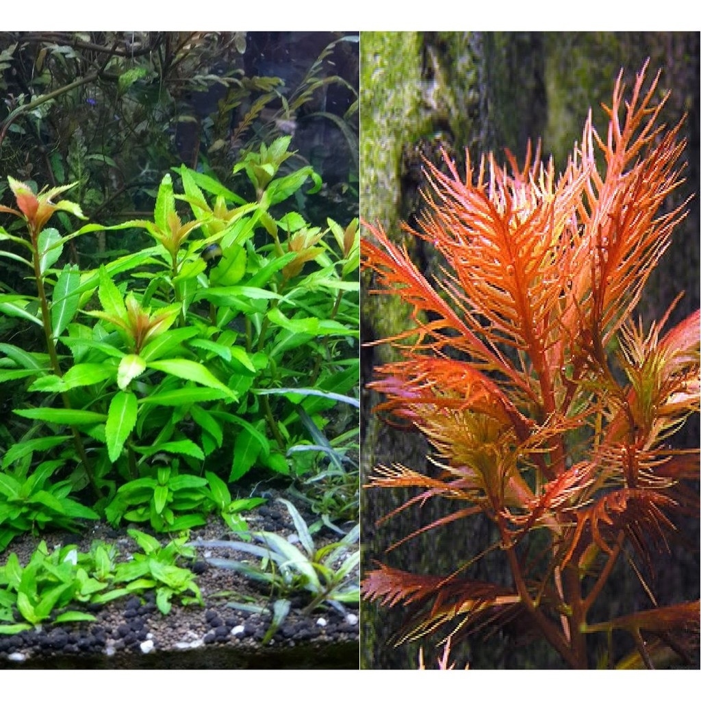 Cây Cắt Cắm Lông Chim-3