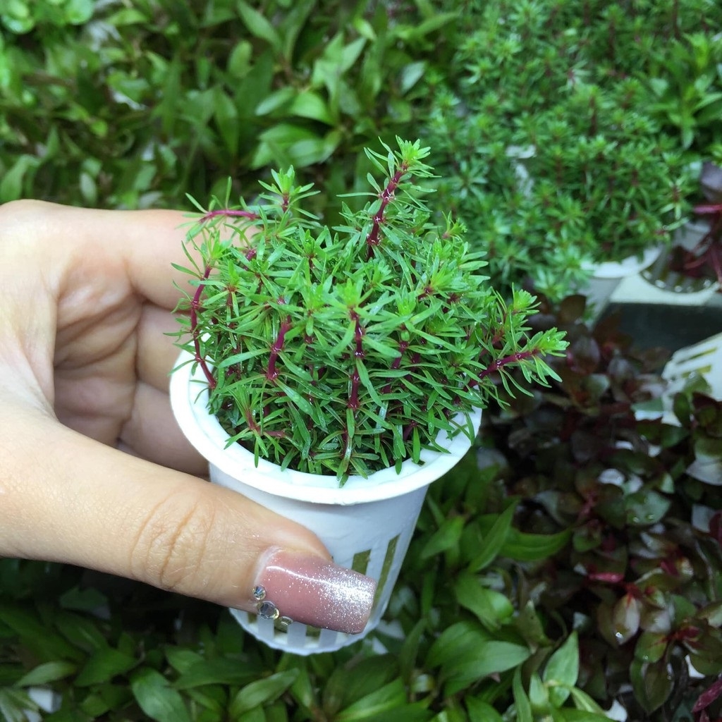 Cây cắt Cắm Luân Thảo Đỏ-3