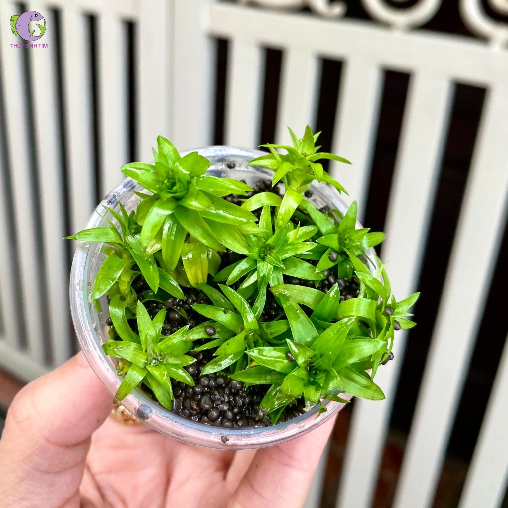 Cây Tonina Lá Cứng (Tonina Fluviatilis)-3