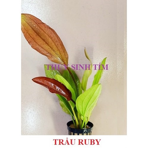 Trầu Ruby (Trầu Đỏ)