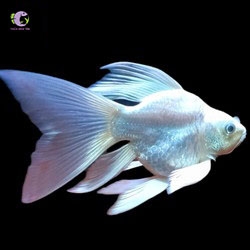 Cá Chép Sư Tử Short-3
