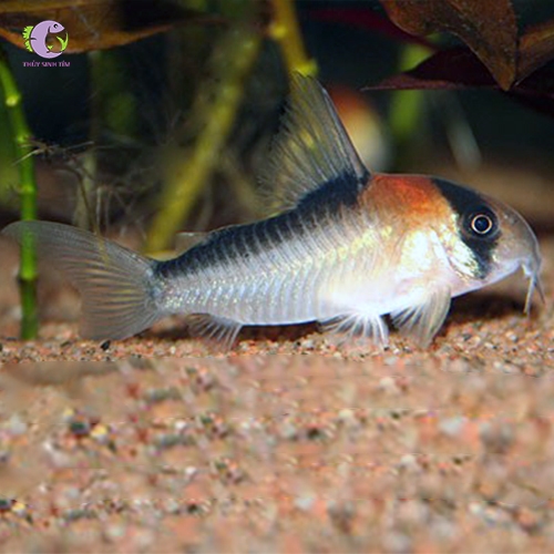 Cá Chuột Adolfoi-3