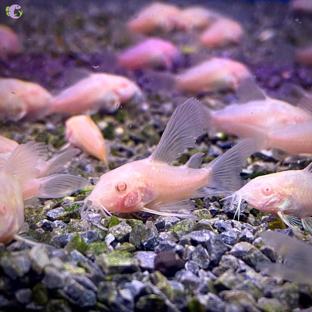 Cá Chuột Albino Longfin