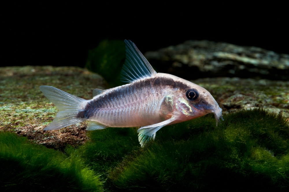 Cá Chuột Acuatus-3