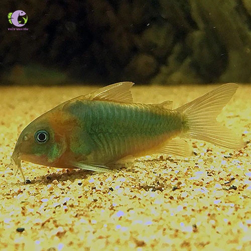 Chuột Đầu Đỏ -3