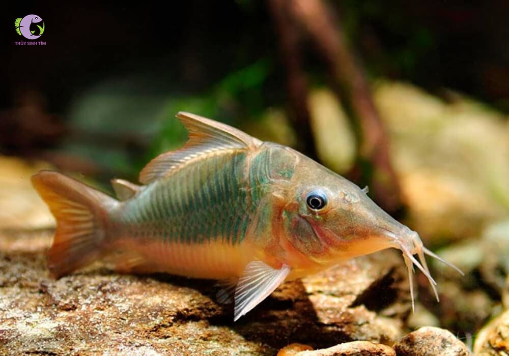 ​​​​​​​Chuột Green-3