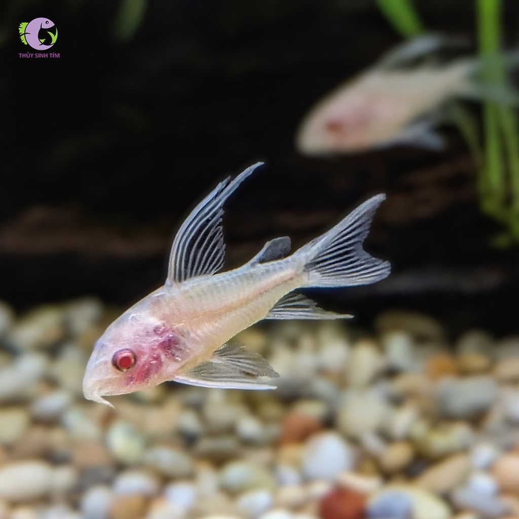 Chuột Trắng Vây Cao-3