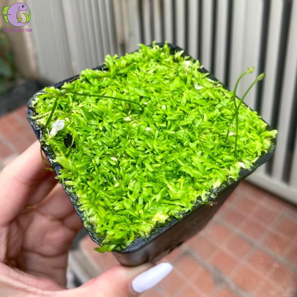 cò giấy 1
