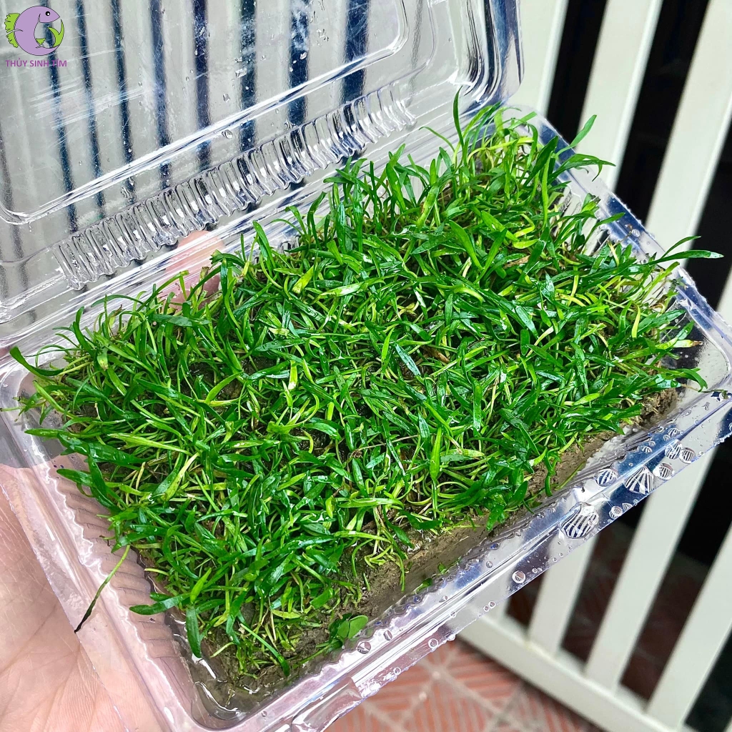 cỏ lưỡi rắn 1