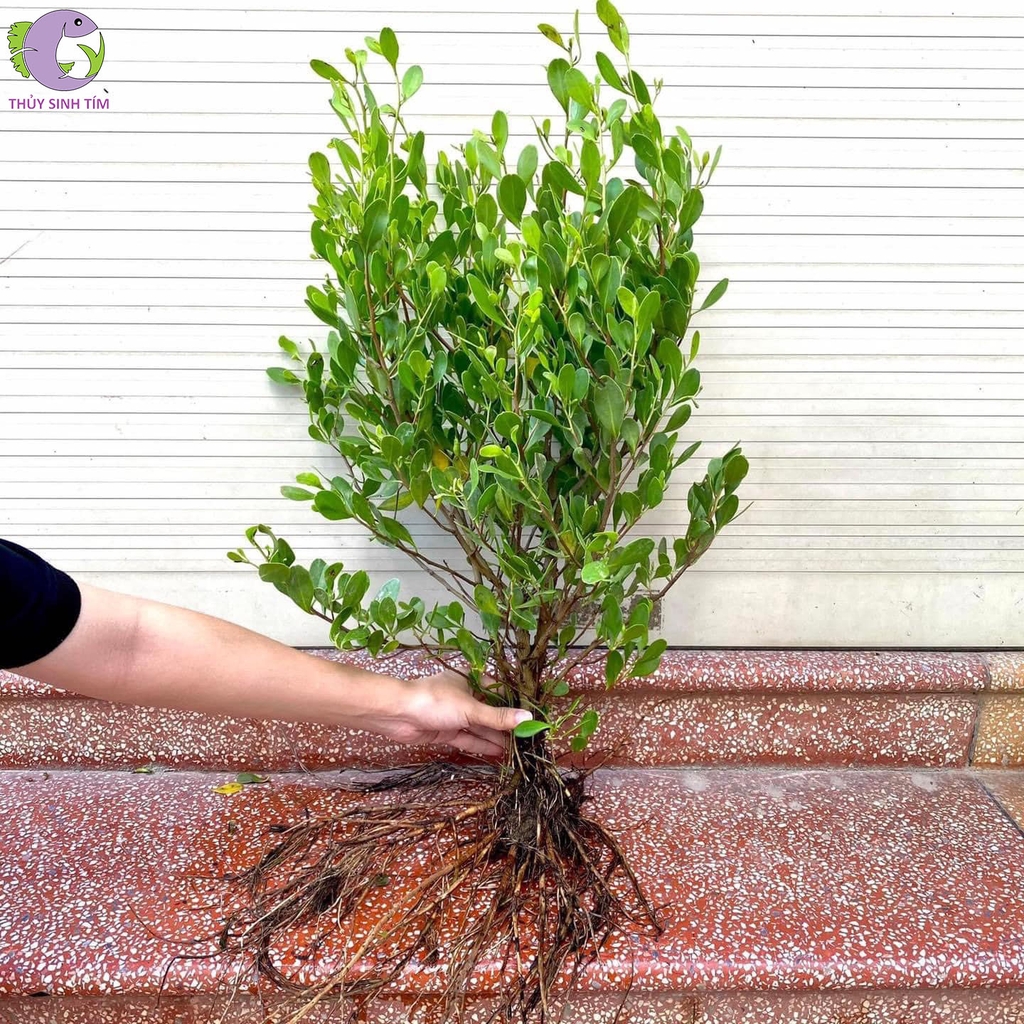 cóc trắng 1