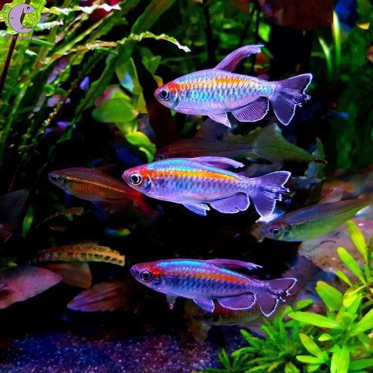 congo tetra 1