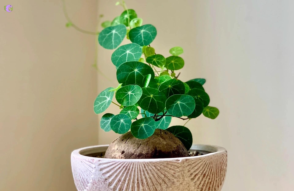 Củ Bình Vôi