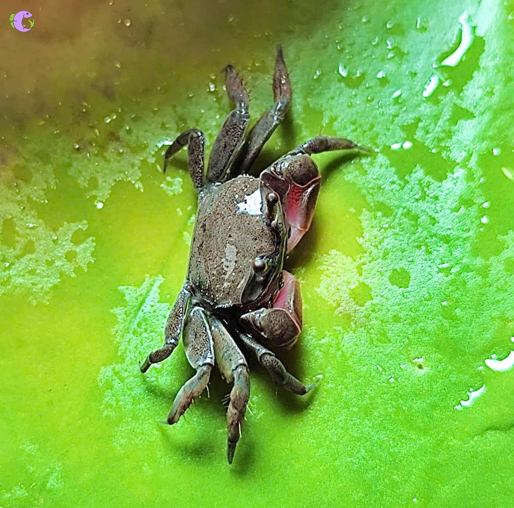 Cua Ớt Mini (Llyoplax sp)