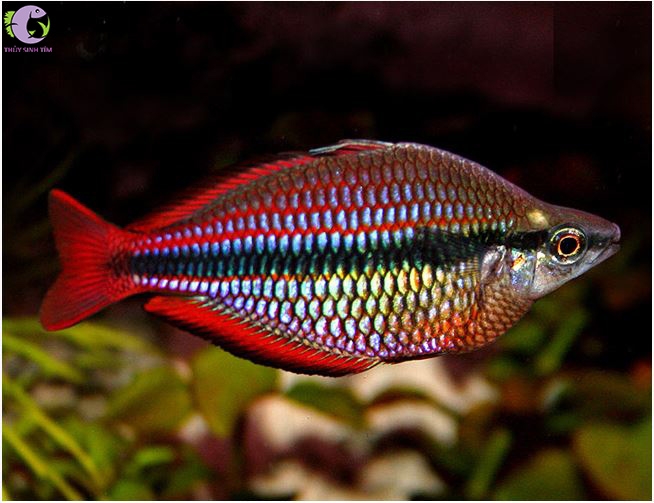 cá cầu vồng goyder