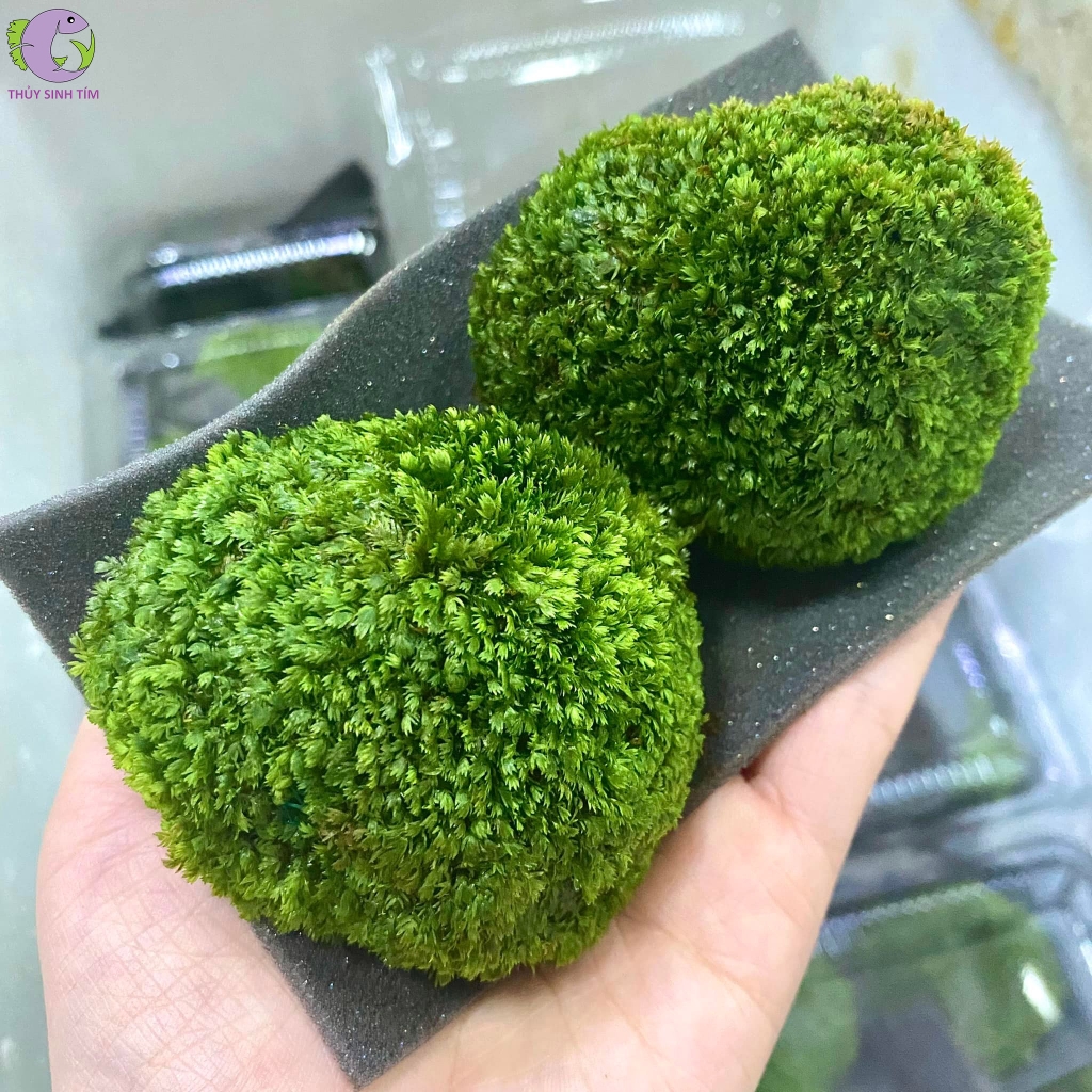 Đá Viên Minifiss | Thủy Sinh Tím