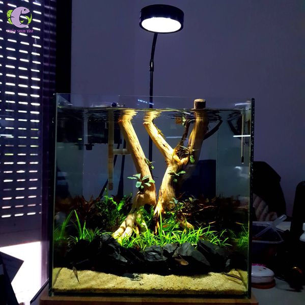 Bộ đèn kệ gỗ Anim Sprite