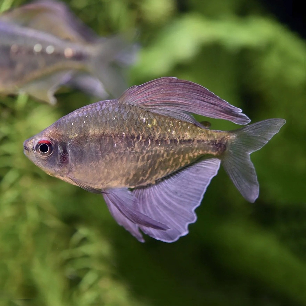 Cá diamond tetra - 3