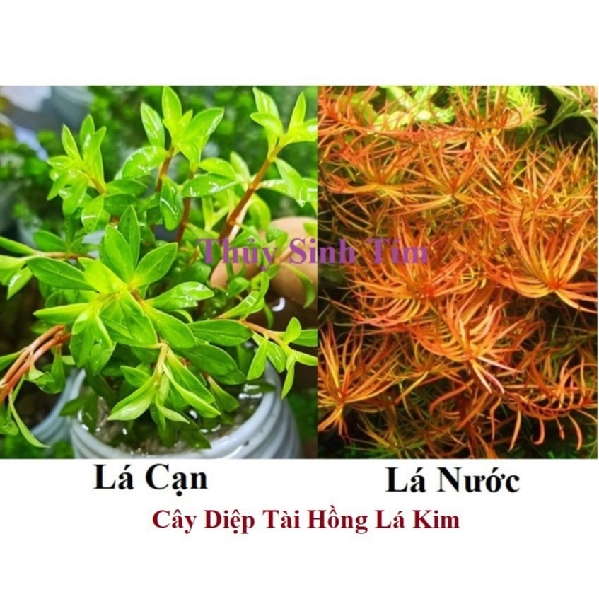 Cây Diệp Tài Hồng Lá Kim-4