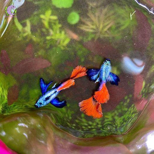 Cá Bảy Màu Dumbo Red Tail-3