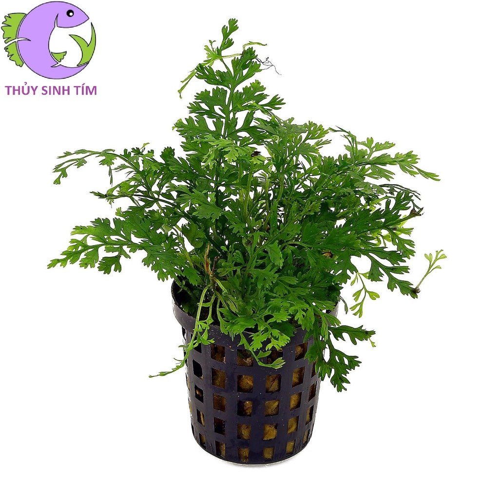 Dương xỉ châu Phi mini