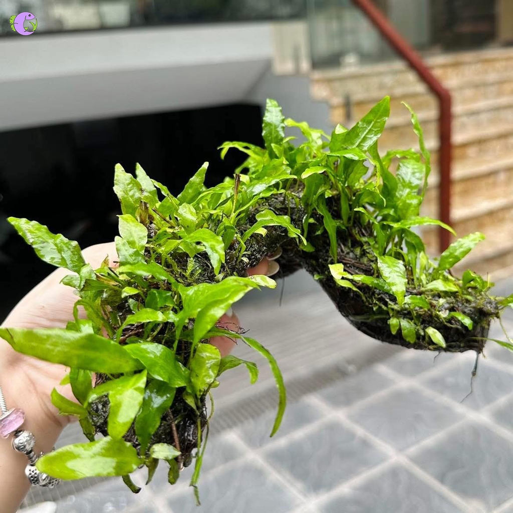 Lũa Gắn Dương Xỉ Lá Hẹp