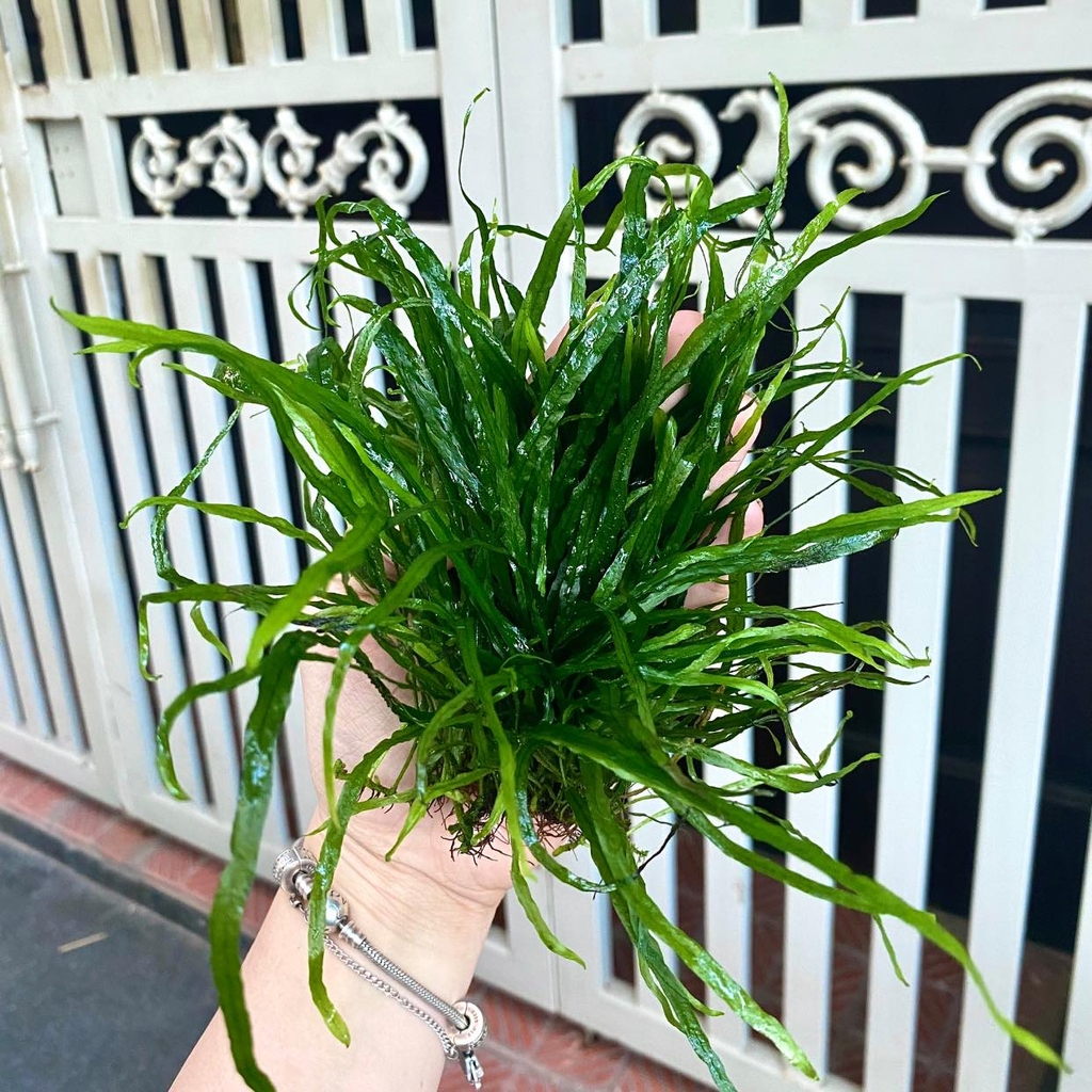 dương xỉ lá kim 1