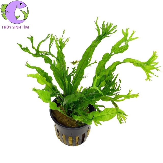 Dương Xỉ Sừng Hươu